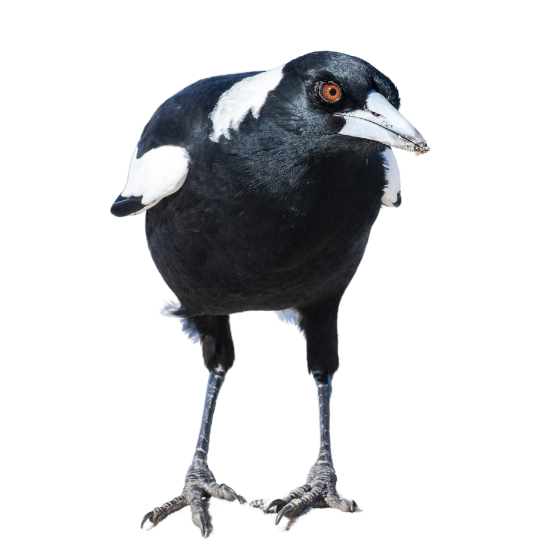 magpie